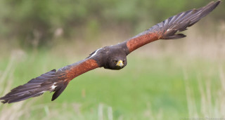 Bird of prey flying field - a blurry background free wallpaper