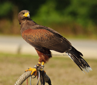 Hawk bicycle handlebar field grass - boleslaw cybi free wallpaper