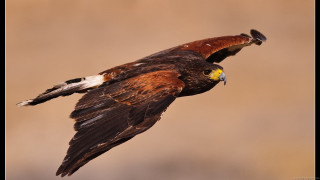 Bird prey flying wings spread - arie smit free wallpaper