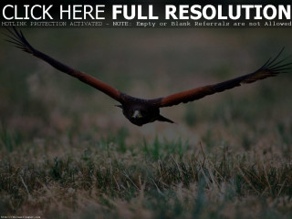 Bird flying wings grass nature - the grass free wallpaper