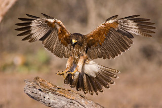 Bird of prey perched branch - upper body free wallpaper