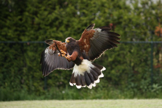 Bird of prey flying wings 10 - a flemish baroque free wallpaper