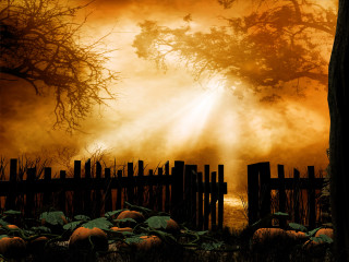 Fence pumpkins foggy sky sunbeam - pumpkin free wallpaper