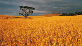 Wheat field lone tree cloudy - a lone tree in the distance free wallpaper