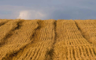 Wheat field cloud blue sky - heavy grain free wallpaper