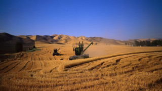 Combine wheat field mountains blue - heavy grain free wallpaper