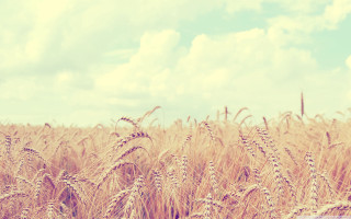Wheat field cloudy blue sky - heavy grain free wallpaper