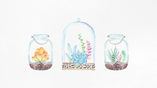 Three glass jars plants white - a white wall free wallpaper