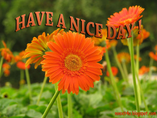 Flower nice day message field - nice free wallpaper