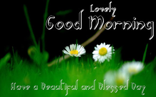 Daisies in the grass good 3 - a good morning free wallpaper
