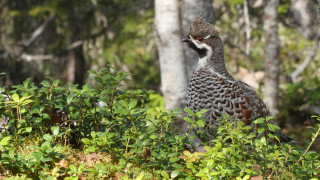 Bird standing bushes trees woods - female free wallpaper