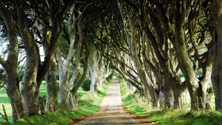 Dirt road lined with trees - both side of it free wallpaper