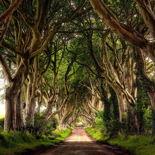 Dirt road surrounded by trees 5 - free forest wallpaper
