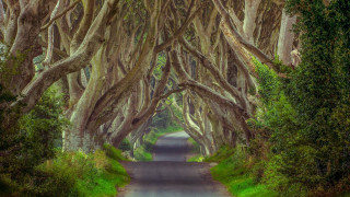 Road lined with trees car - brian dunlop free wallpaper
