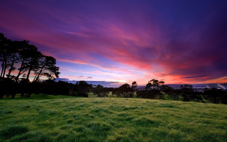 Sunset field trees foreground nature - colorful cloud free wallpaper