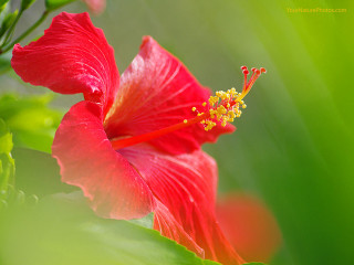 Red flower yellow stamen green - a blurry background of leaves free wallpaper