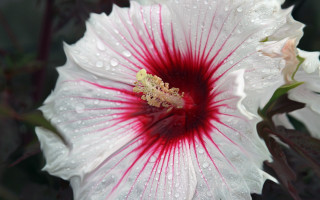 White red flower water droplets - center free wallpaper