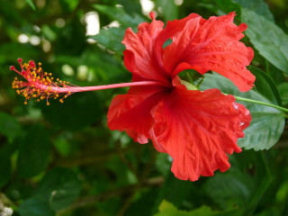 Red flower green background red - end free wallpaper