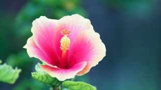 Pink flower yellow center green 6 - a yellow center free wallpaper