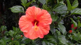 Large orange flower green leaves - a red center free wallpaper
