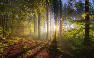 Sunbeam forest trees leaves trail - volumetric light free wallpaper