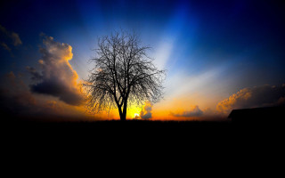 Tree field sunset clouds sky 13 - the sun setting behind free wallpaper