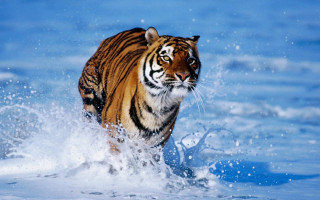 Tiger running water wild nature - its face and body free wallpaper