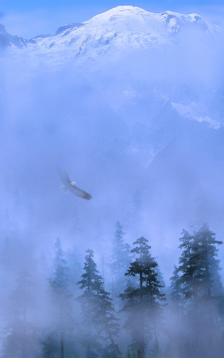 Bird flying forest fog mist 2 - matte painting free wallpaper