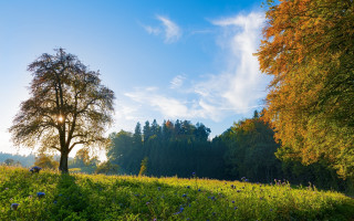 Tree field sky background clouds 4 - a tree in a field free wallpaper