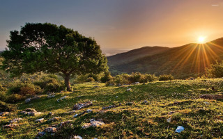 Tree hill sunset trash ground - edi rama free wallpaper