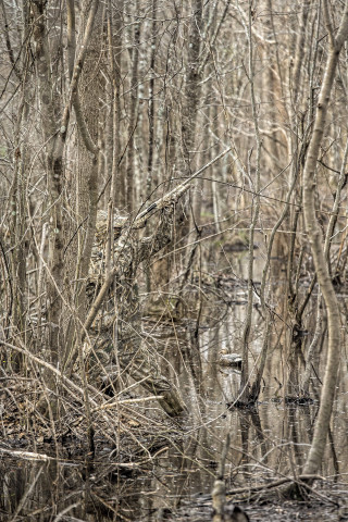 Swampy area small creek trees - impressionist free wallpaper