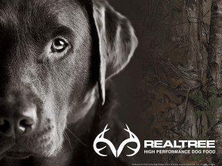 Dog hunting face logo rendering - promotional image free wallpaper