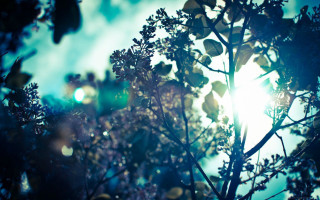 Tree silhouette sunlight blue sky - a picture free wallpaper for desktop