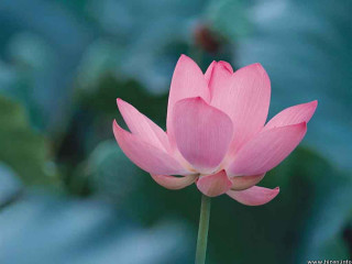 Pink flower green stem blurry 3 - chang daichien free wallpaper