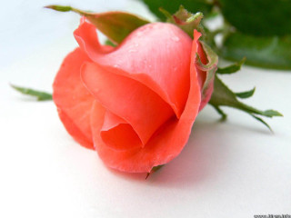 Romantic rose water droplets green - a single rose free wallpaper