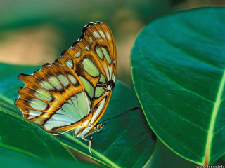 Butterfly greenleaf sunnyforest macrocloisonnism watermark - free nature wallpaper