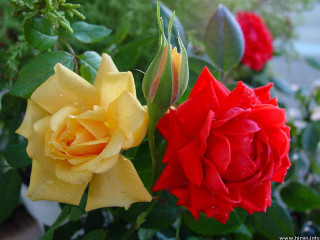 Flower water droplets roses bokeh - felipe seade free wallpaper