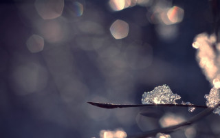 Plant ice water droplets closeup - a close up of a plant free wallpaper