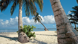 Beach palm trees blue sky 3 - palm tree free wallpaper