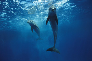 Dolphins swimming ocean sunlight person - damien hirst free wallpaper