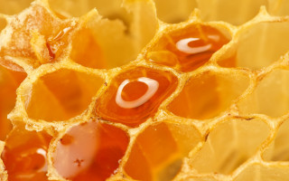 Honey cell red spot white 2 - fructose free wallpaper
