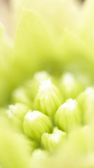Close up flower blurry background 13 - macro photography free wallpaper