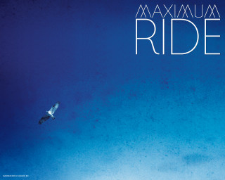 Bird flying blue sky maximum - a blue sky background free wallpaper
