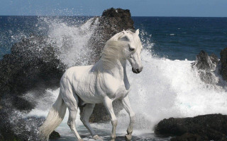 White horse running wave cliff - a white horse free wallpaper