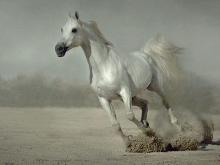 White horse running sand dust - a white horse free wallpaper