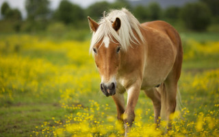 Blonde horse yellow flowers autumn - tonalism free wallpaper