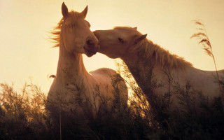 Horses touching noses sunset tall - tall grass free wallpaper