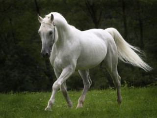 White horse running grassy field - the background and a forest in the background free wallpaper