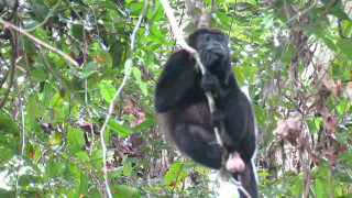 Monkey hanging tree branch forest - a monkey free wallpaper