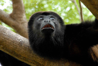 Black monkey sitting tree sky - alex petruk ape free wallpaper